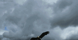 Aggressive Bald Eagle GIF