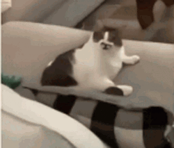 Aggressive Cat Licking Itself  GIF