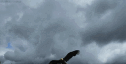 Aggressive Eagle Capturing GIF