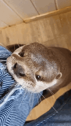 Aggressive Otter Pulling Fabric