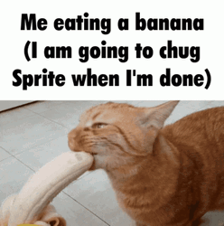 Aggressively Eating Banana Cat Meme GIF