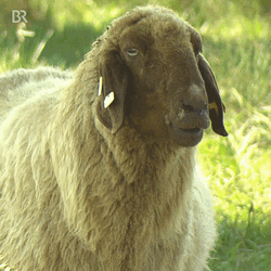 Agriculture Animal Sheep Eating GIF