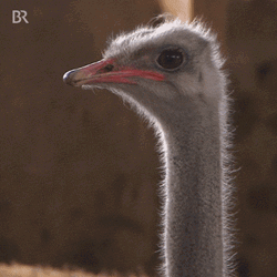 Agriculture Farm Yawning Ostrich GIF
