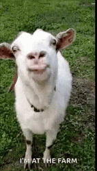 Agriculture Funny Goat Lick GIF