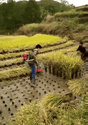 Agriculture Portable Rice Cutting Harvester GIF