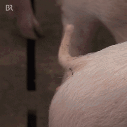 Agriculture Shaking Pig Tail  GIF