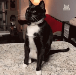 Ahhh GIF