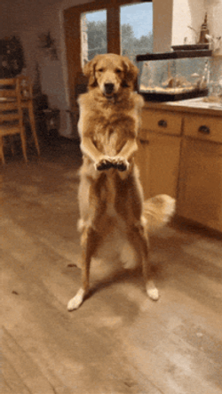 Ai Dog Ai Dog Dance GIF