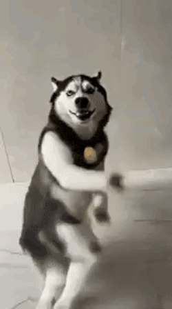 Ai Dog Dancing GIF