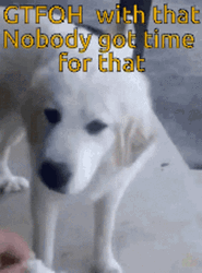 Ain't Nobody Got Time For That Kuvasz Dog Bread GIF