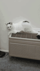 Air Conditioning White Cat GIF