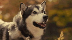 Alaskan Malamute Dog Barking GIF