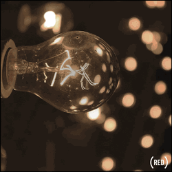 Albert Einstein Never Fail GIF