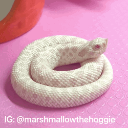 Albino Snake Yawn Cute Animal