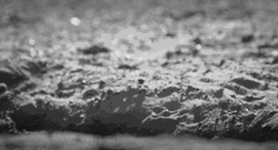 Alert Appearing Lemur GIF