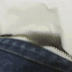 Alert Sugar Glider What's That GIF