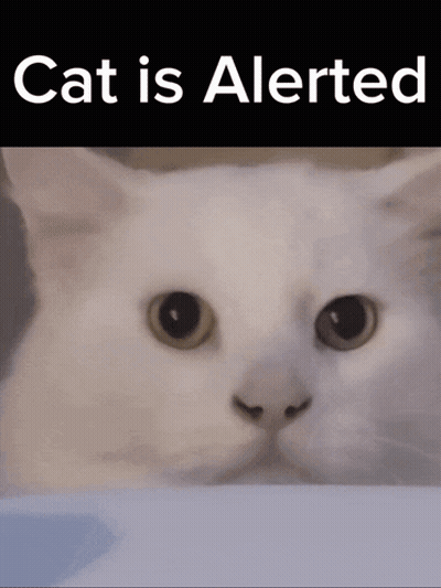 Alerted White Cat GIF