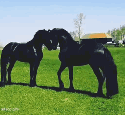 All Black Horses Playing Around GIF