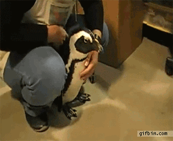 All Black Penguin Getting Newspaper GIF