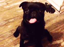 All Black Pug Sticking Tongue Out GIF