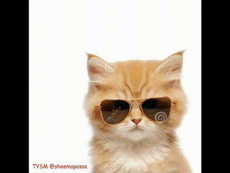 All My Fellas Cat Band GIF