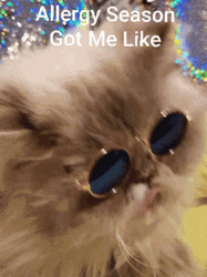 Allergies Allergy Season Got Me Like Cat GIF