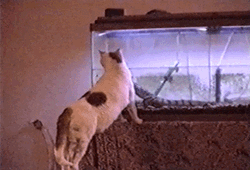 Alligator In Aquarium Scares Cat GIF