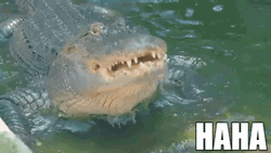 Alligator On Water Laughing Haha GIF