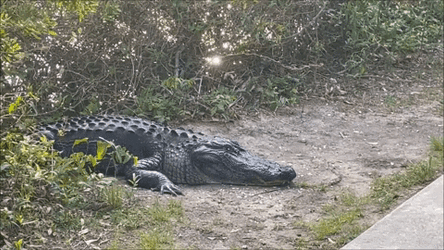 Alligator Sleeping Beside The Road GIF