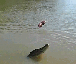 Alligator Trying To Reach Bait GIF