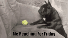 Almost Friday Seems Like Pug Reaching Ball GIF