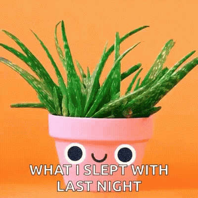 Aloe Vera Plant In Pink Pot Saying What I Slept With Last Night GIF