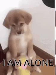 Alone Sad Face Dog GIF
