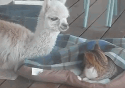 Alpaca And Cat GIF