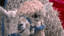 Alpaca Chewing With Mouthguard GIF