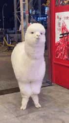 Alpaca Cute Wink Funny Animal  GIF