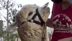 Alpaca In A Leash GIF