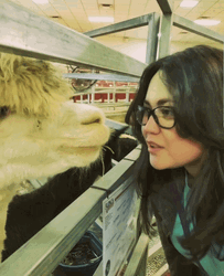 Alpaca Kisses A Lady GIF