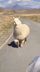 Alpaca Looking On Car Window GIF