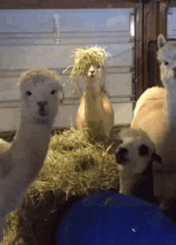 Alpaca Messi Funny Animal GIF