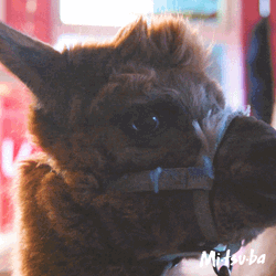 Alpaca Mouth Guard GIF