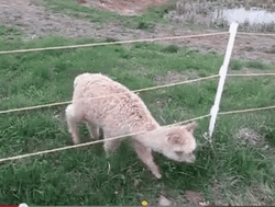 Alpaca Passing In Fence GIF
