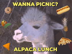Alpaca Picnic Lunch GIF