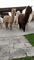 Alpaca Ran Off GIF
