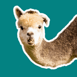 Alpaca Swag Sunglasses GIF