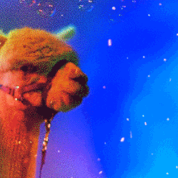 Alpaca With Bubbles GIF