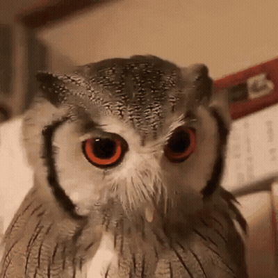 Alphabet Owl Close Up GIF