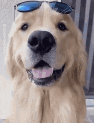 Always Sunny Doggo Sunglass GIF