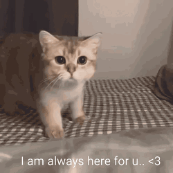 Always The Eyes Of The Cat Is Big GIF