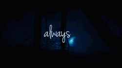 Always The Lighting Deer In Black Forest GIF